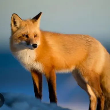 Profile image of 여우