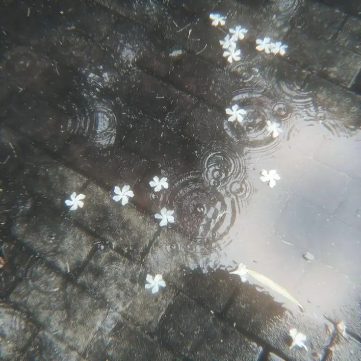ra.1n9의 落花流水
