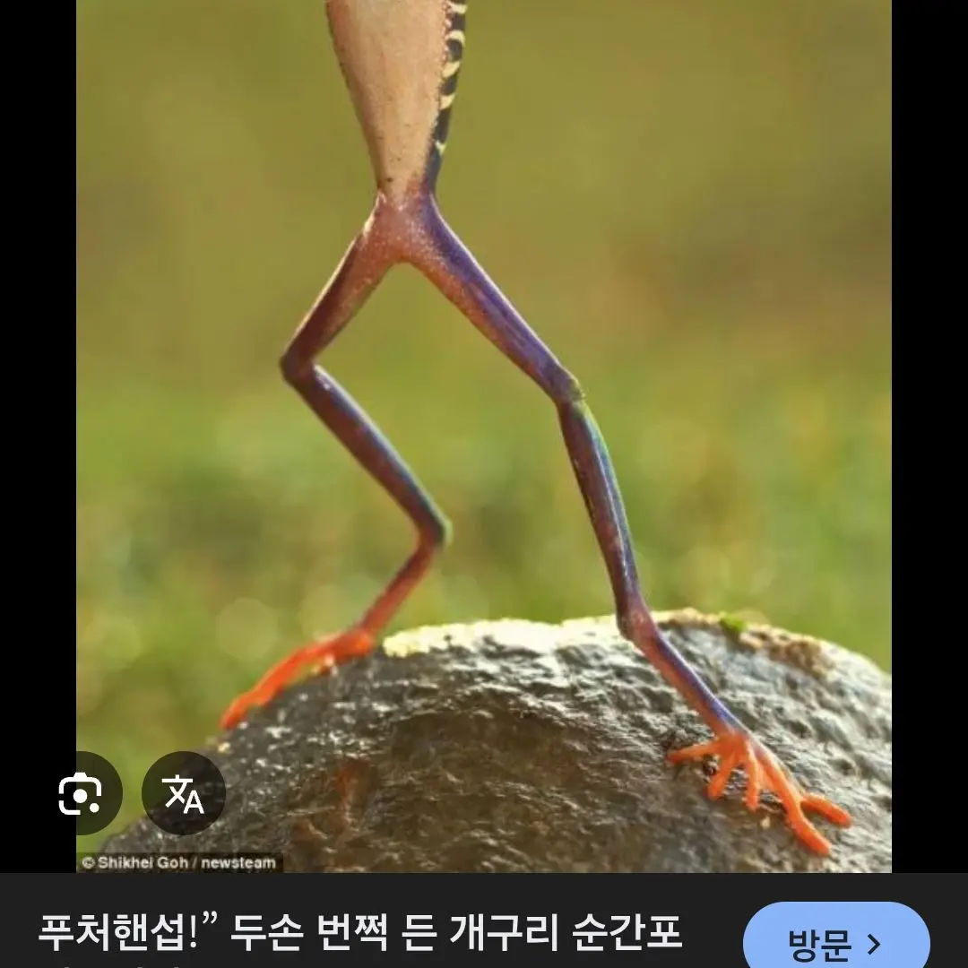 BoringStone0024의 개구리