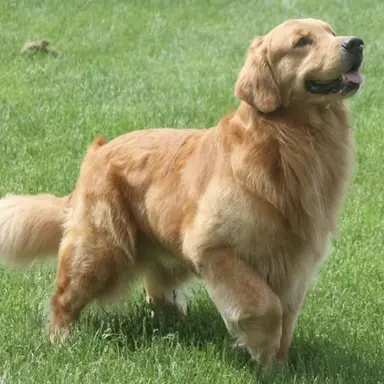 Profile image of 베르토