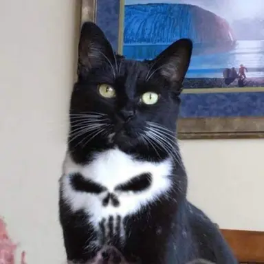 Profile image of Punisher