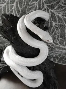 Profile image of サス