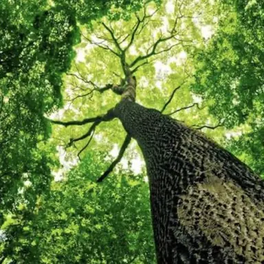 Profile image of Tree
