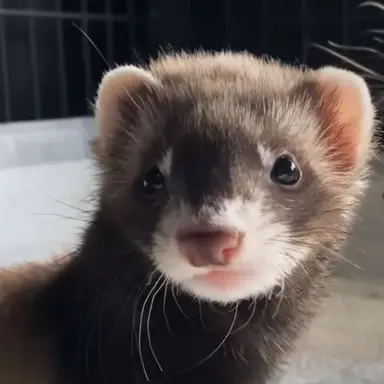 Profile image of Ginger