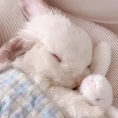 Profile image of リノ