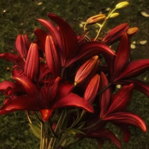 MauvePetal8963의 [Who Will Give the Last Canna?]