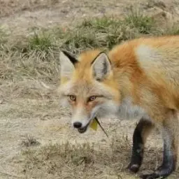 Profile image of 여우