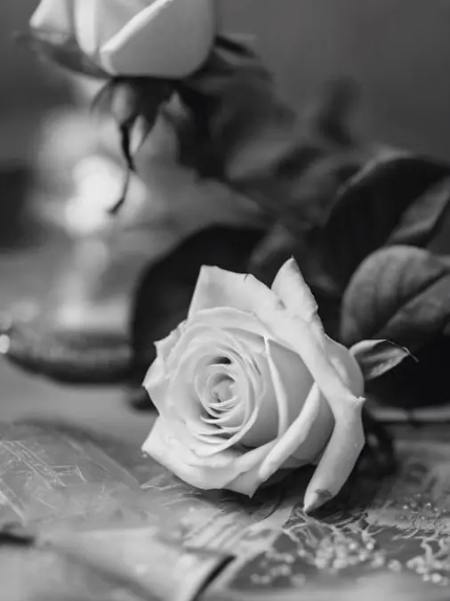 knt_hbr_zeffiro의 求婚