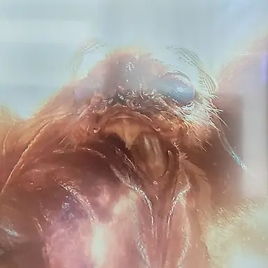 Profile image of 모스라