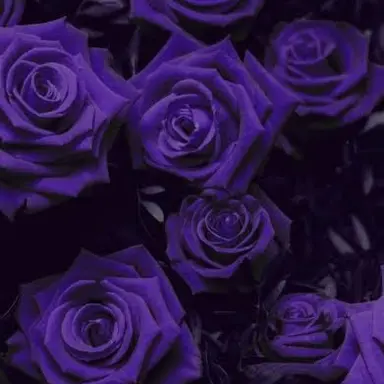 Profile image of 不破湊