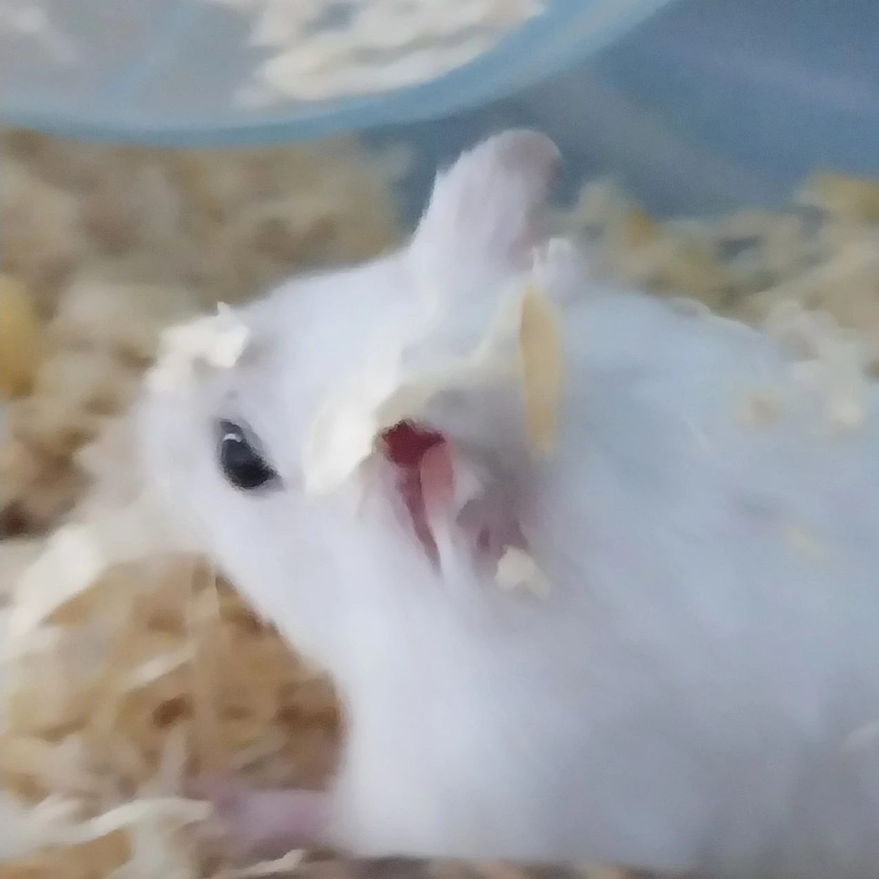 여우