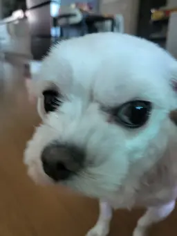 Profile image of 백다인
