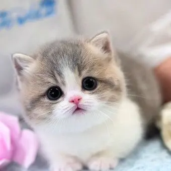 Profile image of 레샤