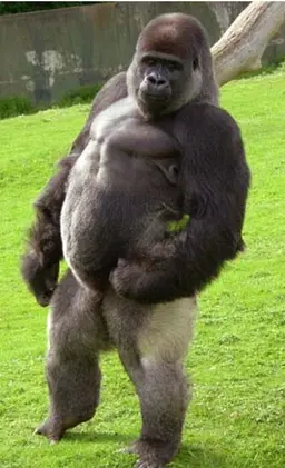 Profile image of ヨウ