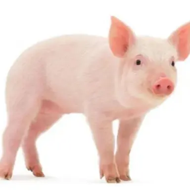 Profile image of 여우