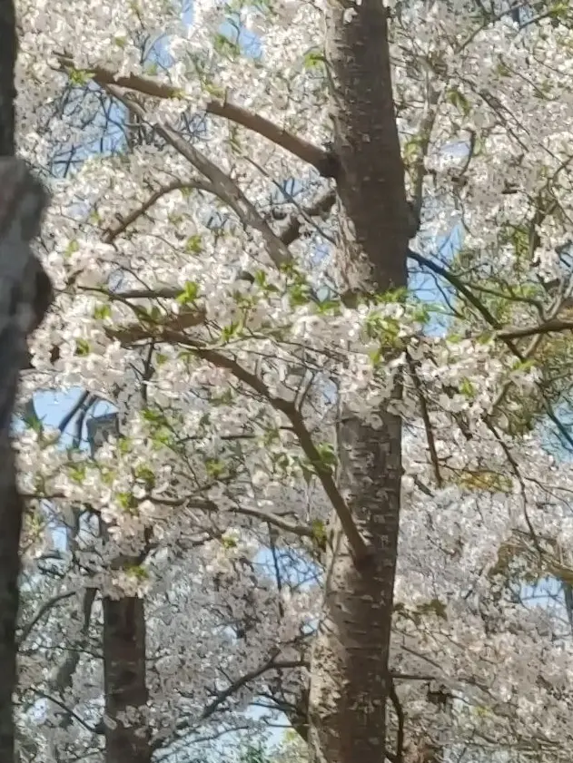 SnowMantan.Abe.saioshi의 b