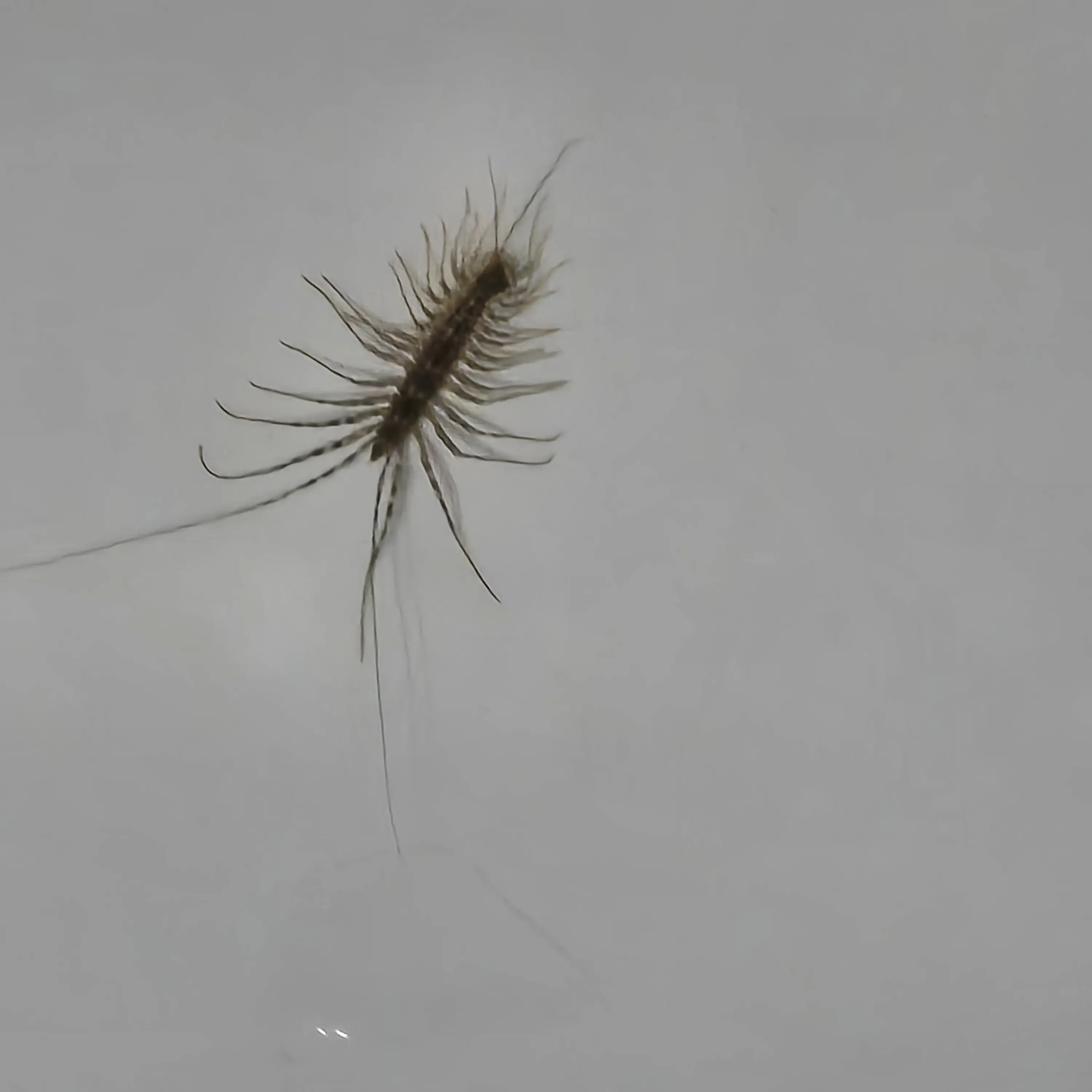 BalmyWool1853의 ㄹㅇ 벌레인 찐친