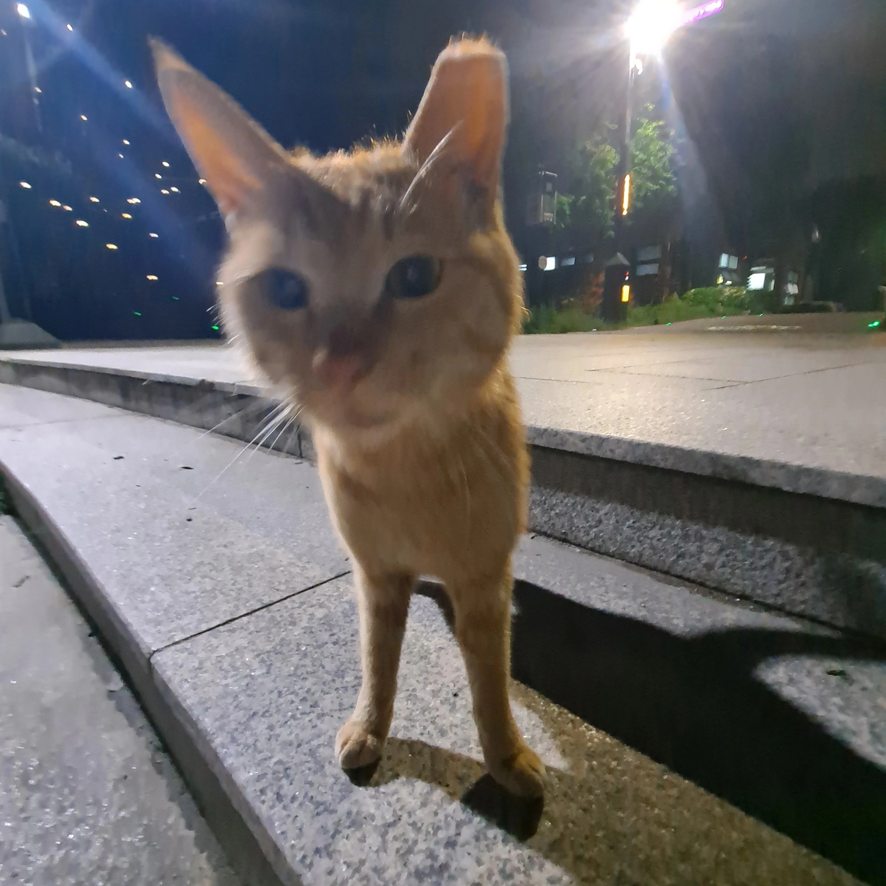 김노언