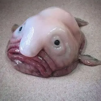 Profile image of 늑대