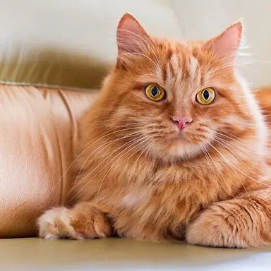 Profile image of Biscuit