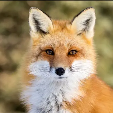 Profile image of 카모 여우