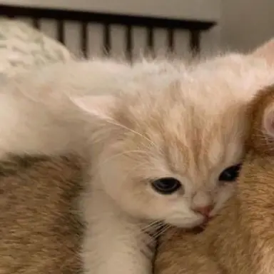 Profile image of 냥냔