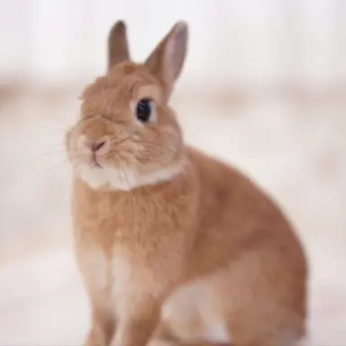 Profile image of チャンビン