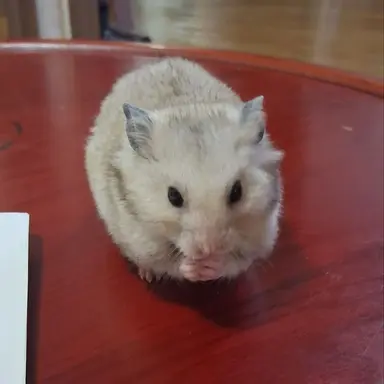 Profile image of 여우