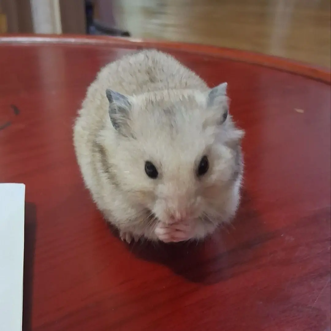 Dfdfddf의 여우,고고프렌즈회사