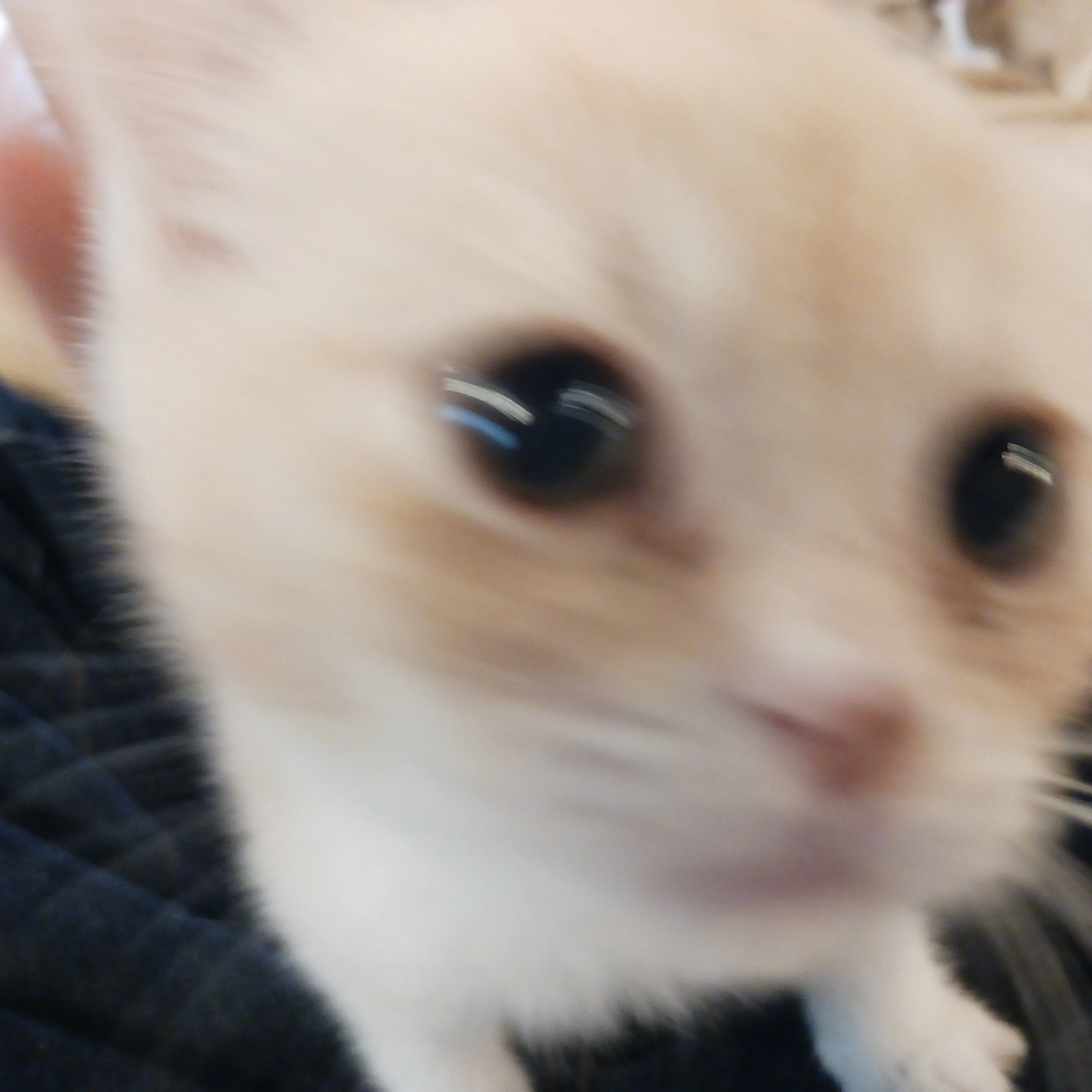 오비이스트들과동거