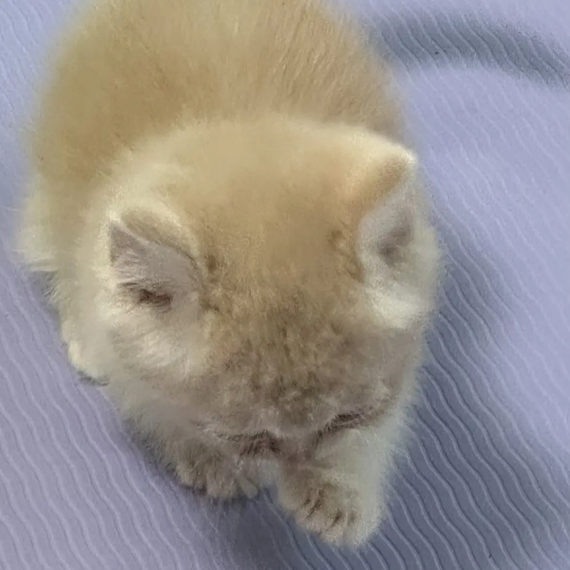 PluckyMoth5753의 FPE+내 자캐