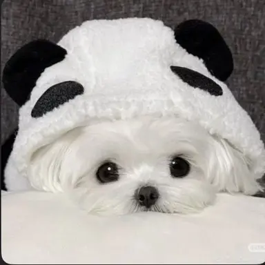 Profile image of 밀크