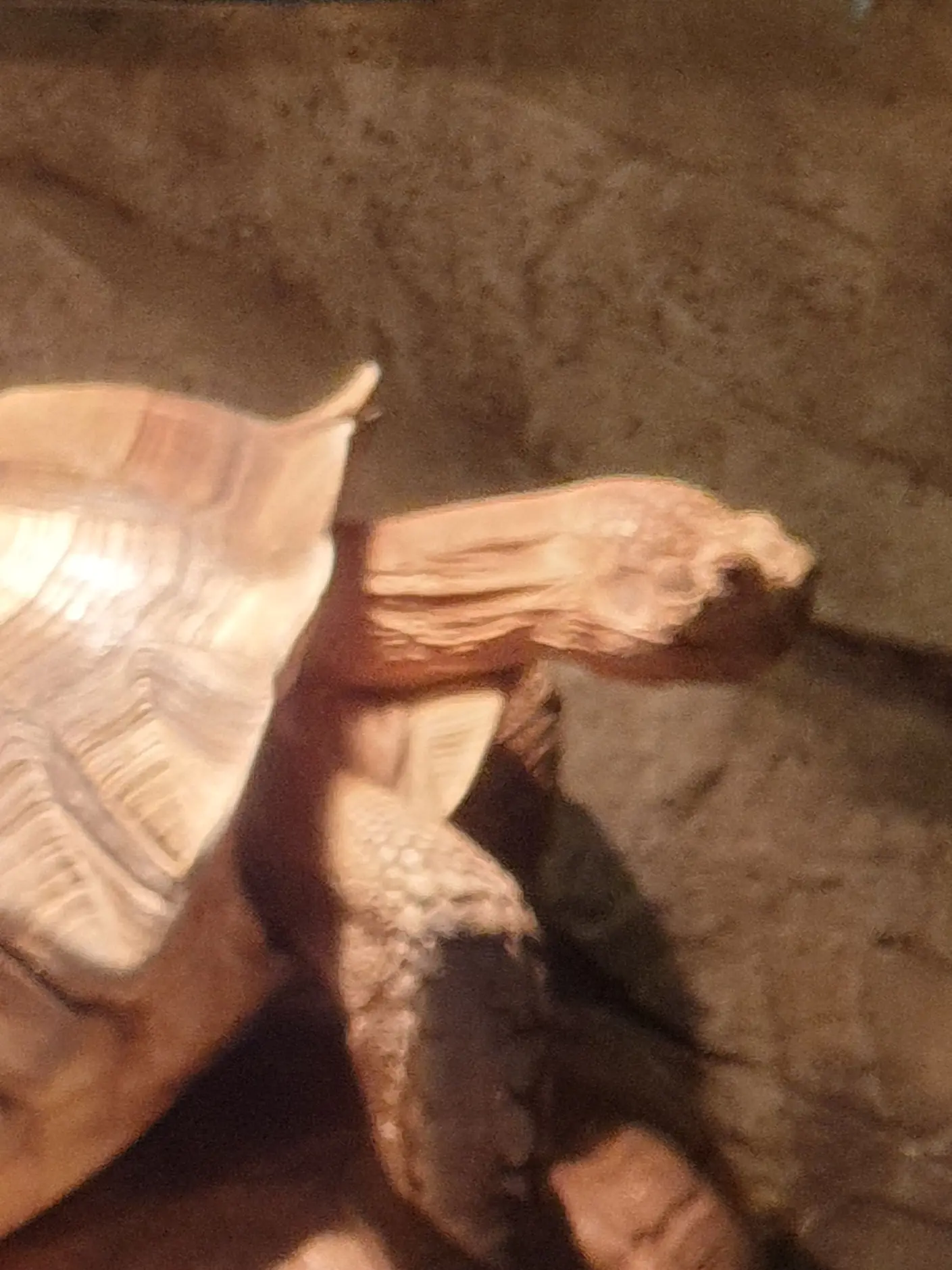 TUUUUURTLE의 뜰팁으로 이종족 고등학교