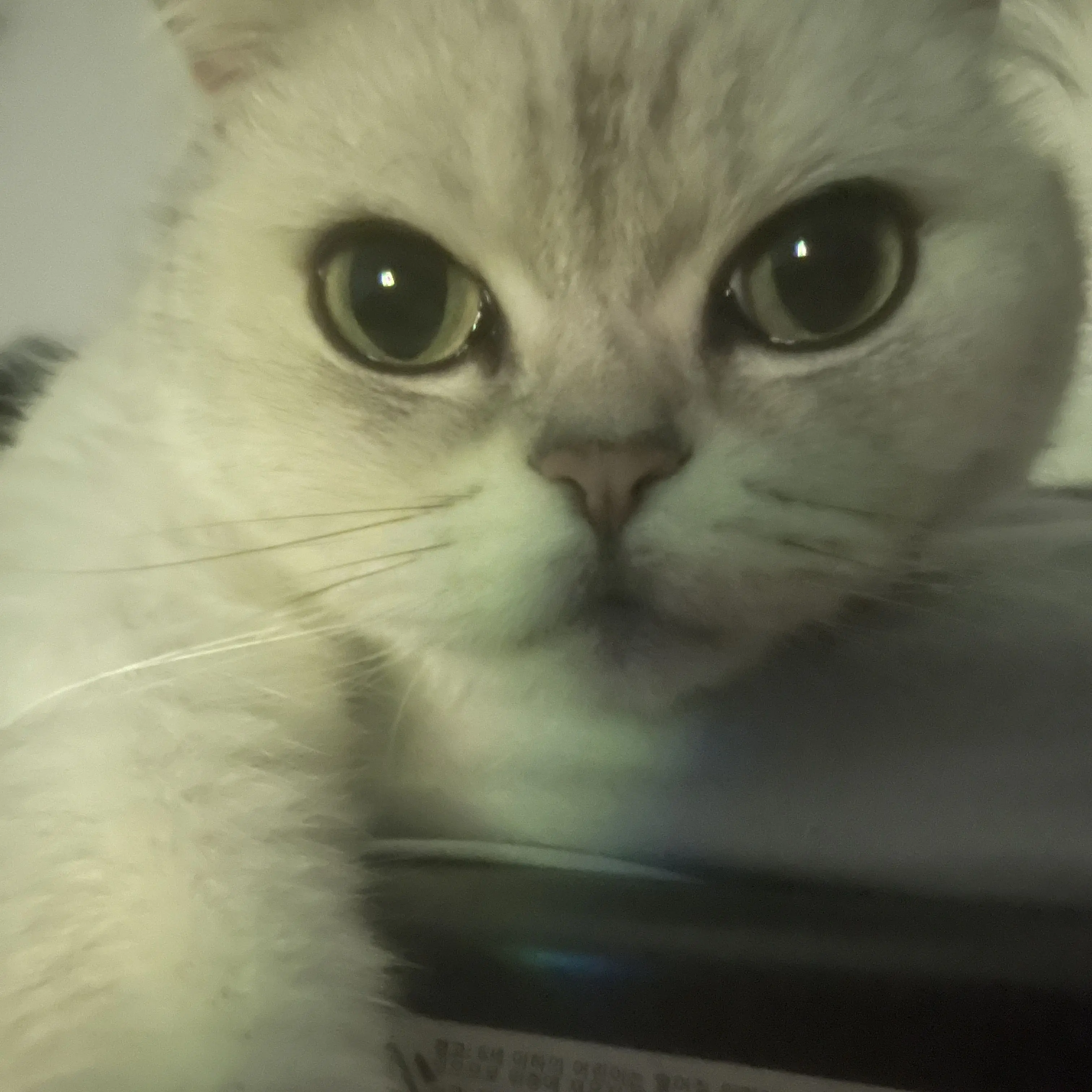 i_love_badware의 고양이.