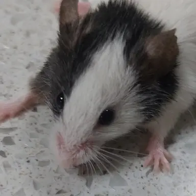 Profile image of 새앙쥐