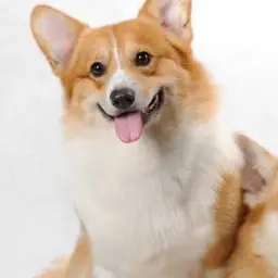 Profile image of 코기