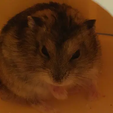 Profile image of 회색이