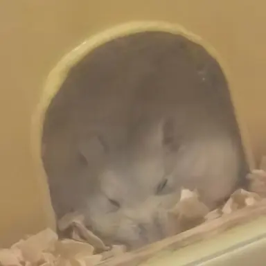 Profile image of 솔이