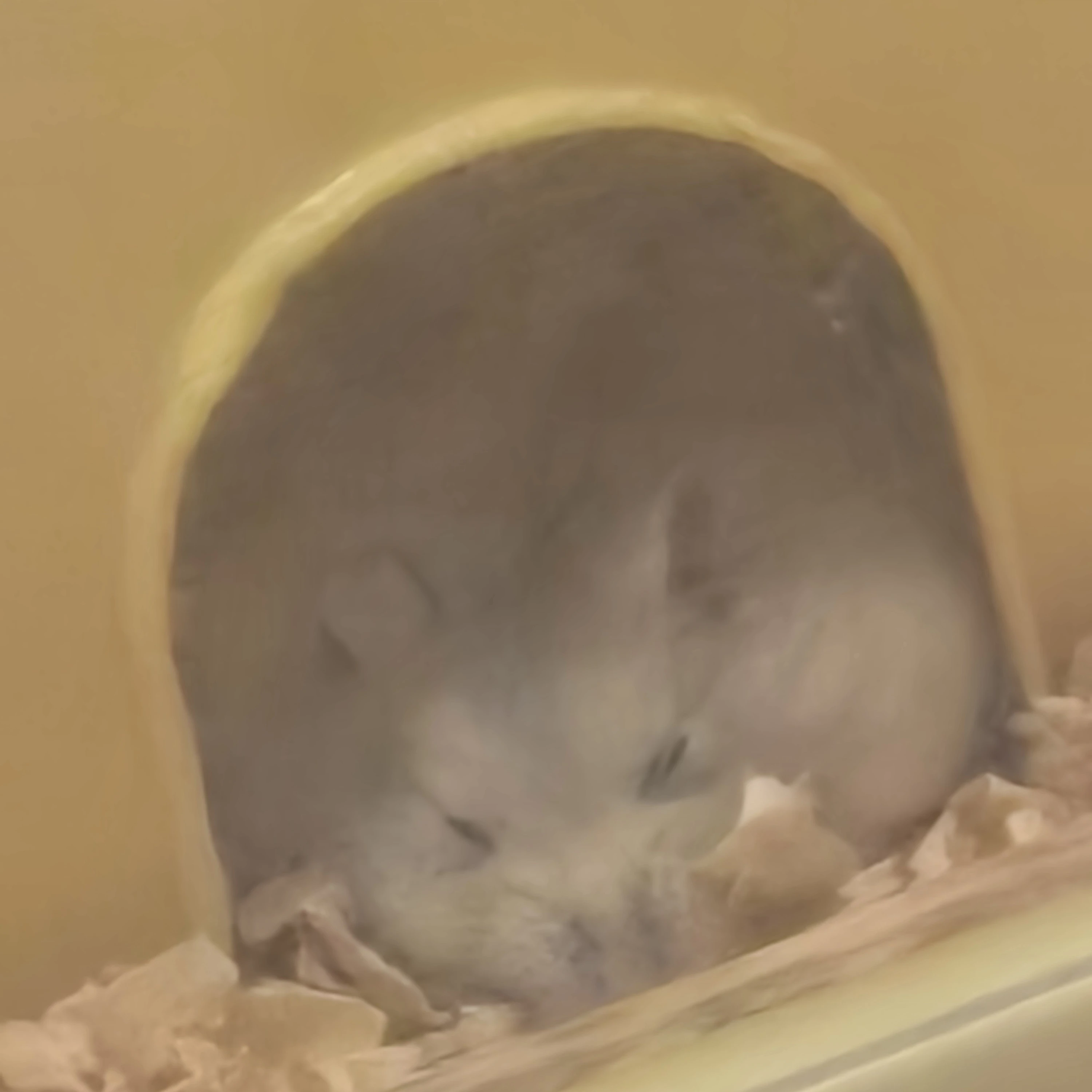 솔이
