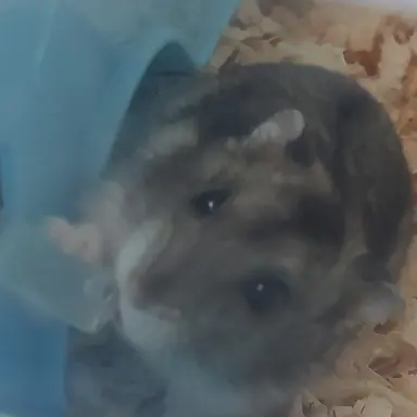 Profile image of 레아