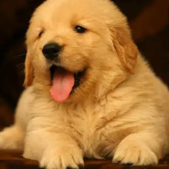 Profile image of 골딩