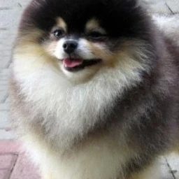 포메