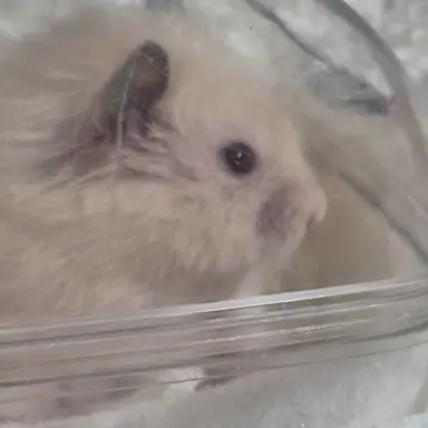 Profile image of 구름이