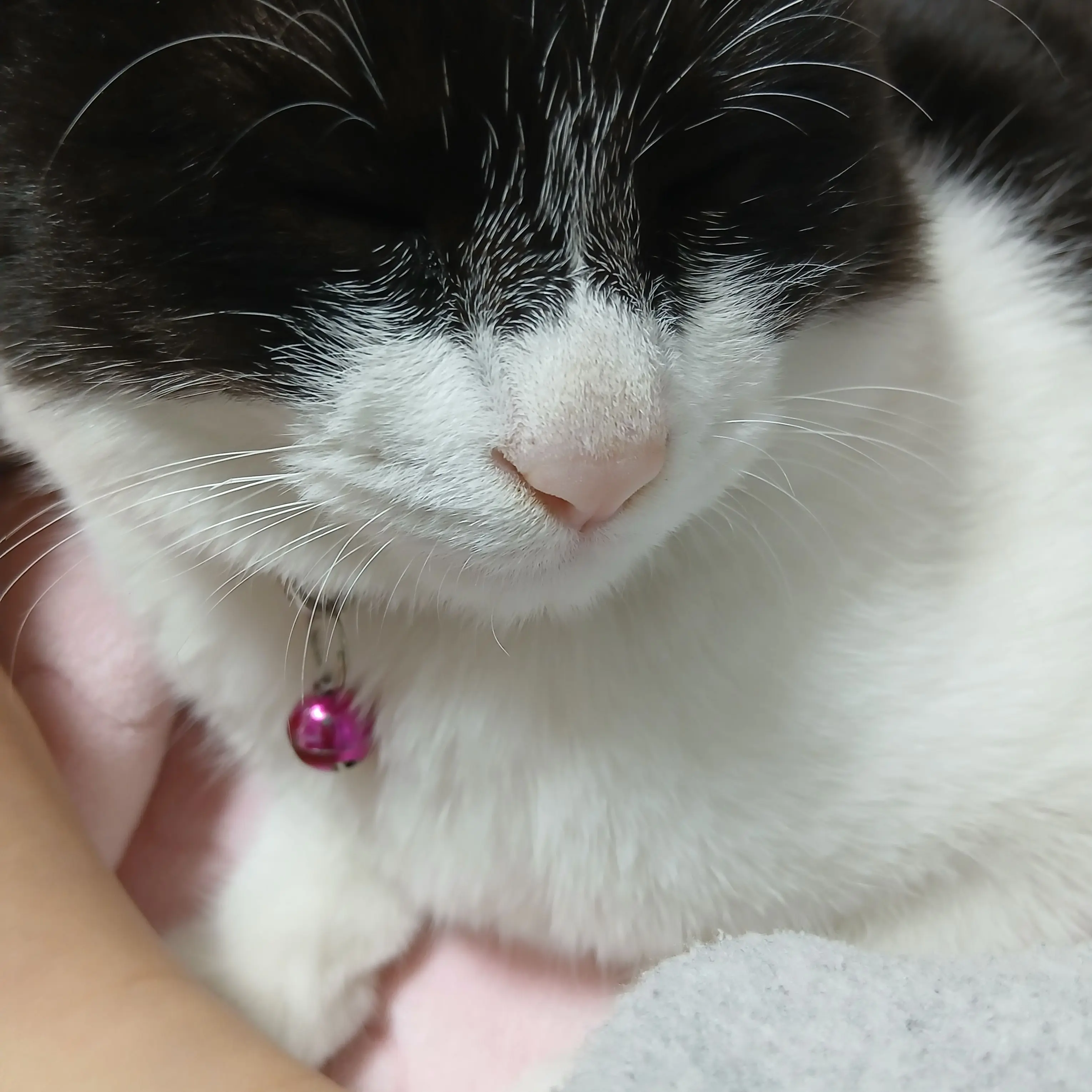 NuttyFear6373의 고양이 키우긔