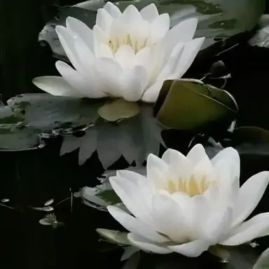 Profile image of 桂小太郎