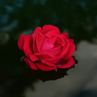 Profile image of 라더