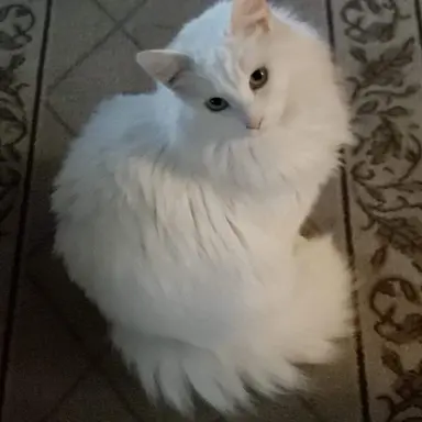 Profile image of Mila
