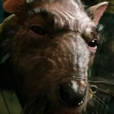 Profile image of Master splinter