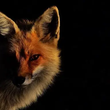 Profile image of Pip