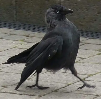 Profile image of Sumi